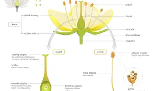 Jakie są podstawowe elementy budowy tulipana w botanice?