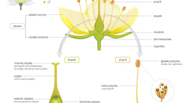 Jakie są podstawowe elementy budowy tulipana w botanice?