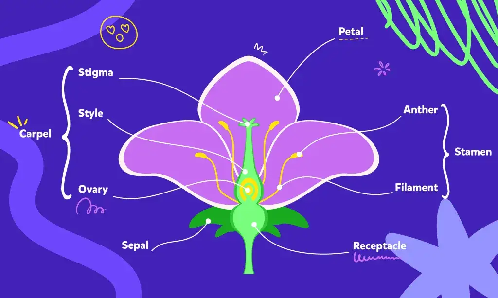 Zdjęcie Jakie są podstawowe elementy budowy tulipana w botanice?